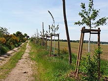 Baumpflanzungen Gemeinde Steinreich