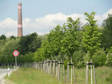 Pflanzung in Großräschen, Marienstraße