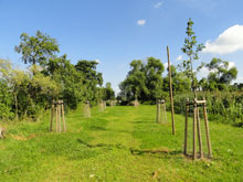 Streuobstwiese in Selchow